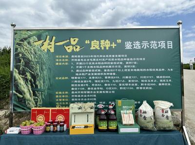 毛云鄉(xiāng)發(fā)展“三個農(nóng)業(yè)”點(diǎn)燃產(chǎn)業(yè)希望，初級農(nóng)產(chǎn)品煥發(fā)新活力