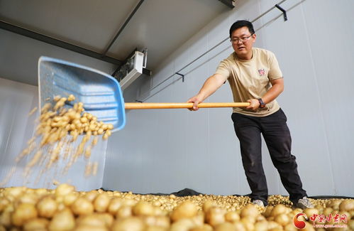 祁連山下是我家 科技澆灌，民樂馬鈴薯綻放致富花