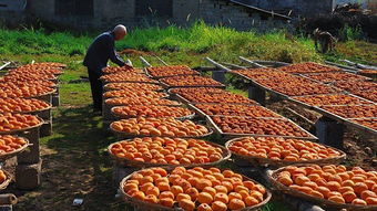 年關(guān)將至返鄉(xiāng)潮，初級農(nóng)產(chǎn)品行業(yè)迎春煥發(fā)新機