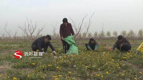 小小蒲公英，致富有“錢(qián)”景——泗陽(yáng)初級(jí)農(nóng)產(chǎn)品發(fā)展新亮點(diǎn)