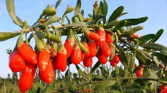 中寧枸杞商城 數(shù)字化平臺(tái)引領(lǐng)枸杞產(chǎn)業(yè)從“原字號(hào)”向“精字號(hào)”轉(zhuǎn)型升級(jí)