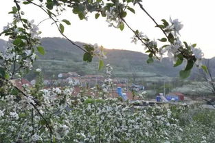 煙臺(tái)果花爛漫時(shí) 不負(fù)春光，遇見(jiàn)農(nóng)產(chǎn)品的第一縷芬芳